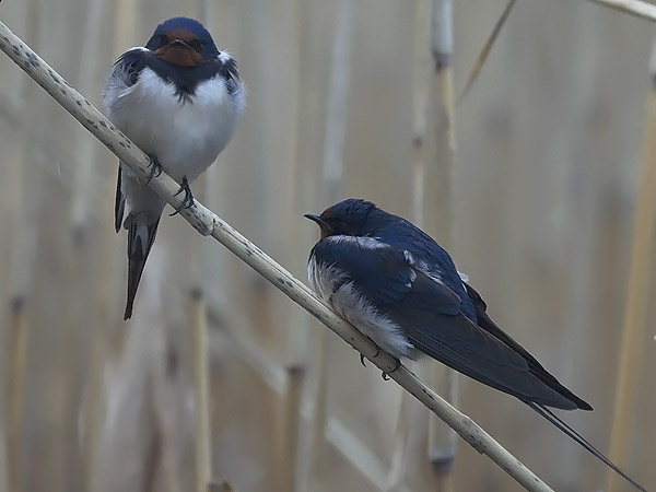 Haarapääsky, Barn Swallow, Hirundo rustica
